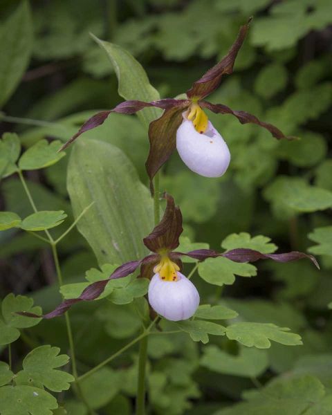 WA, Kamiak Butte Co Park Lady slipper orchids